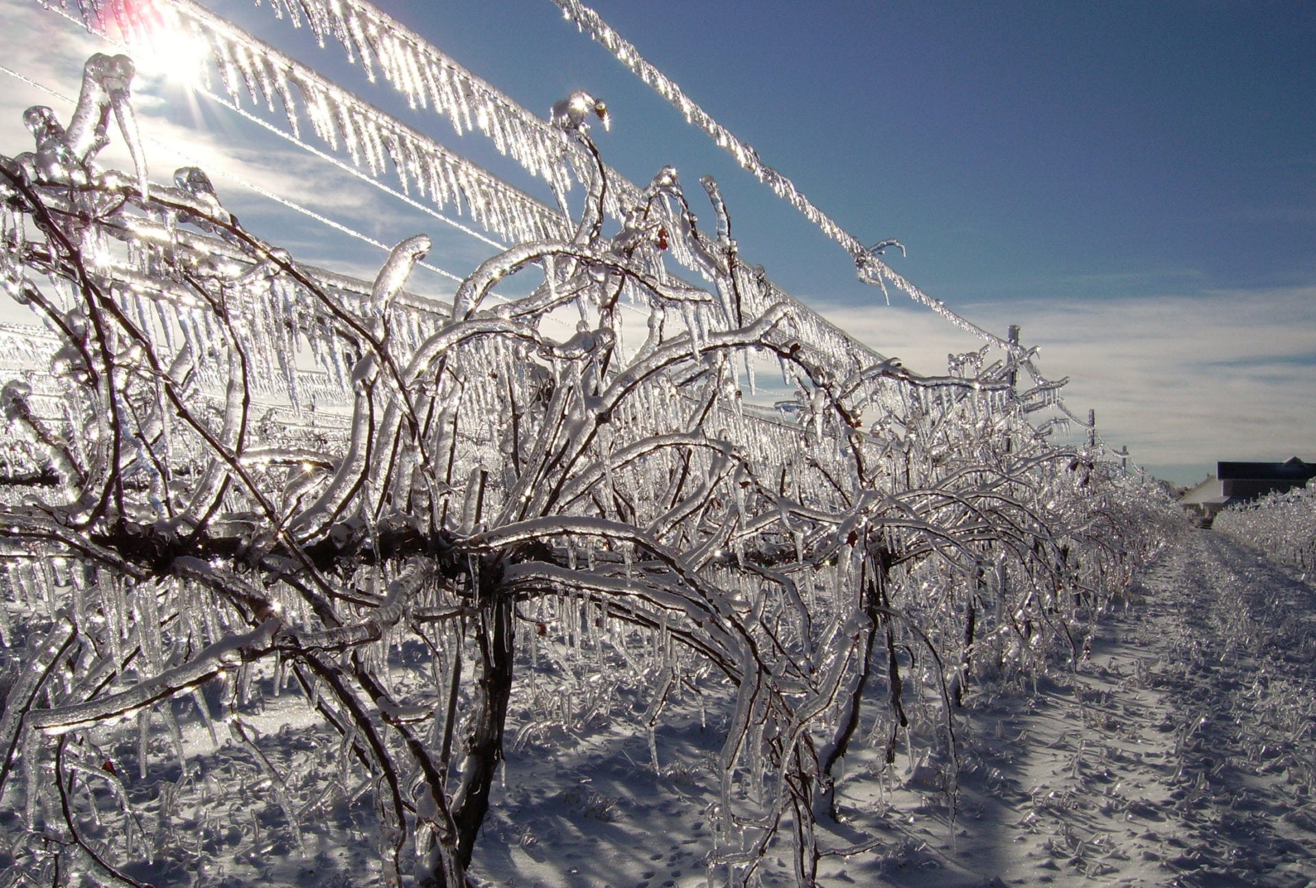 3 Brothers Vineyard